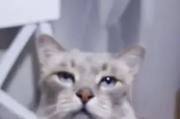 Пропала кошка, Корфовское, 42