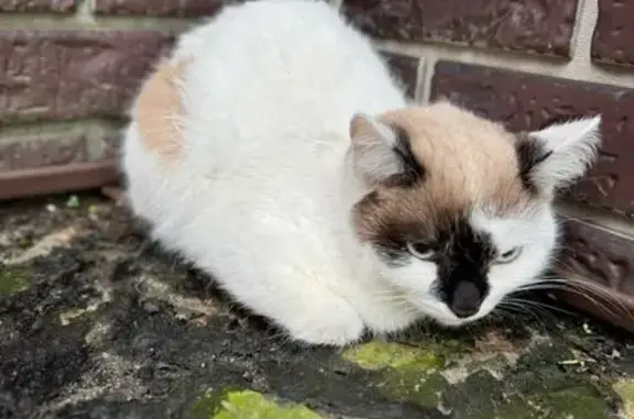 Трехцветная кошка найдена: Соляной пер, 7
