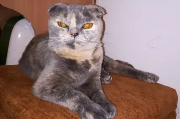 Потерянные животные Находка, фото: Пропала кошка, Кубанская ул. 21, Находка