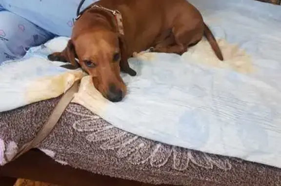 Найдена собака, Владимир, фото: Такса найдена: Добросельская ул, Владимир