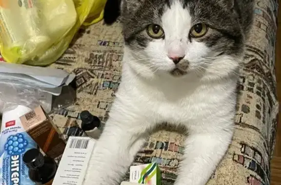 Пропала кошка в СНТ Дубки-2, ул Цветочная 37