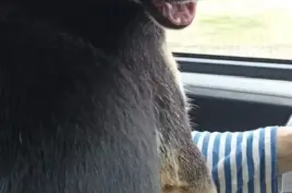 Пропала собака, д. Булякай, Советская ул.