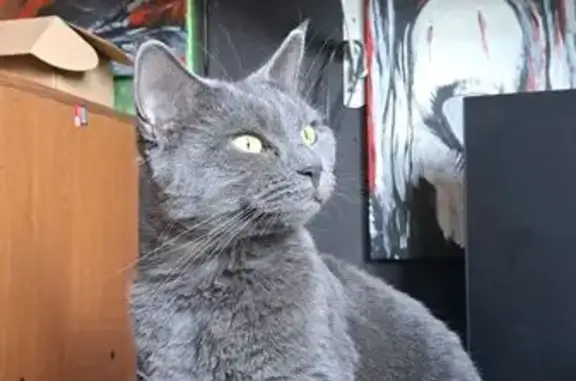 Найдена кошка, Москва, фото: Серая кошка найдена: Поречная ул. 13 к2