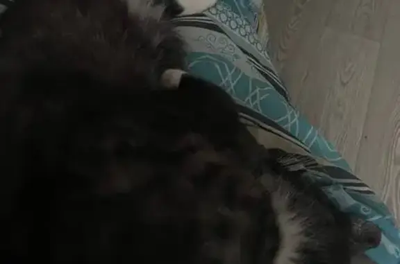 Кошки потеряшки, Москва, фото: Потеряшка кошка, Медынская ул. 14 к1, Москва