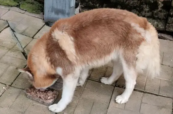 Хаски найдена: Ленина 100, Томск