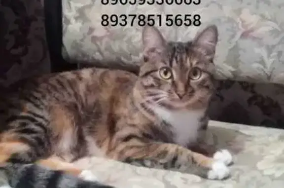 Кошки потеряшки, Уфа, фото: Потеряшка кошка, ул. Чудинова, 14, Уфа