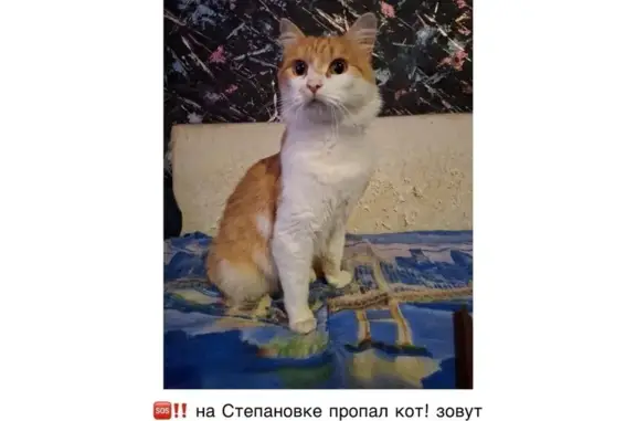 Пропала кошка, Тояновская 7, Томск