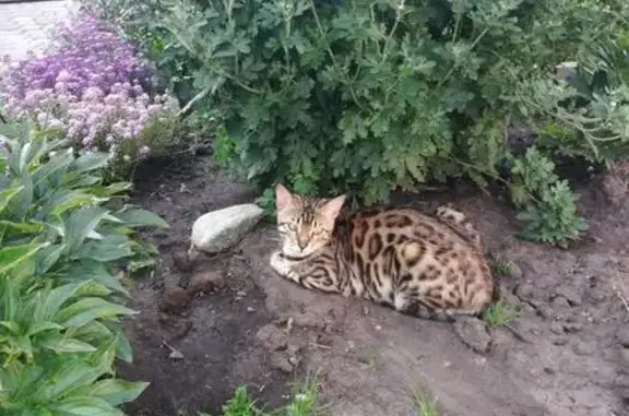 Кошки потеряшки, Барнаул, фото: Потеряшка кошка, Лиственничная 62, Барнаул