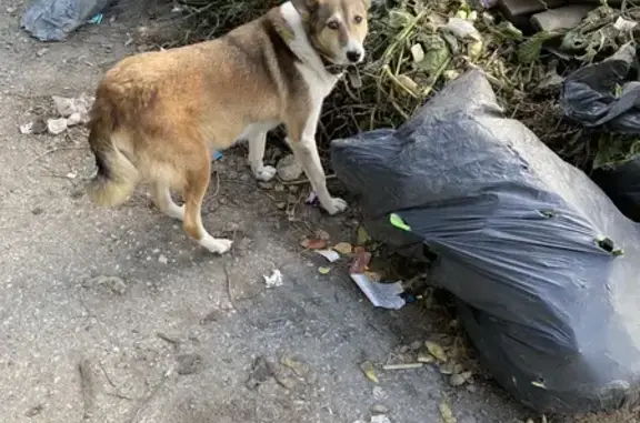 Собака найдена: Совхозная 2А, Томск