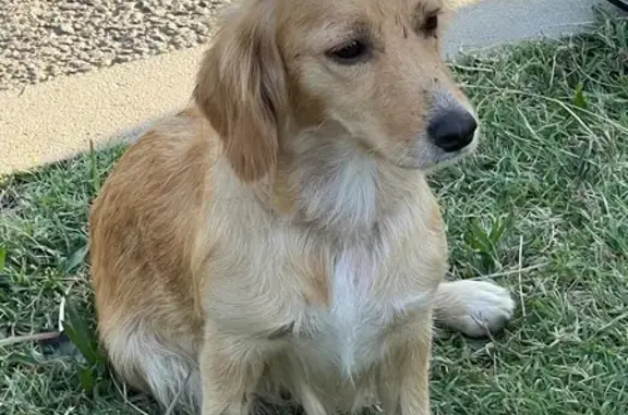 Найдена собака, , фото: Собака найдена на ул. Урожайная, Сириус