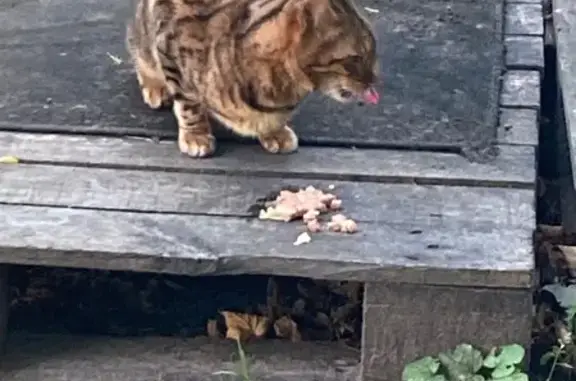 Кошка найдена на Гражданской, 69, Чебоксары