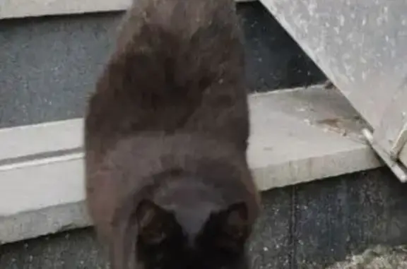 Найдена кошка, ул. Декабристов, Москва