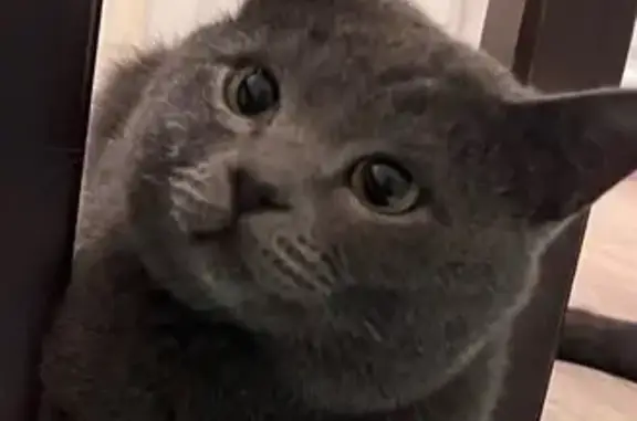 Кошки потеряшки, , фото: Потеряшка кошка, ул. Мамонтова 49, Власиха