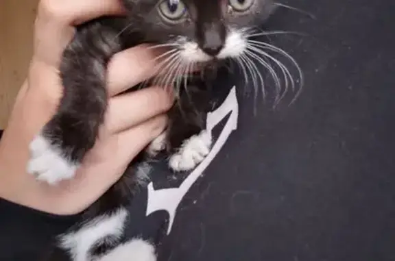 Найдена кошка, Сокол, фото: Кошка найдена: Молодёжная ул., 22, Сокол