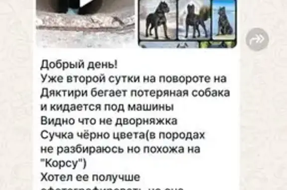 Найдена собака, Московская область, фото: Собака найдена, Можайск, Московская обл.