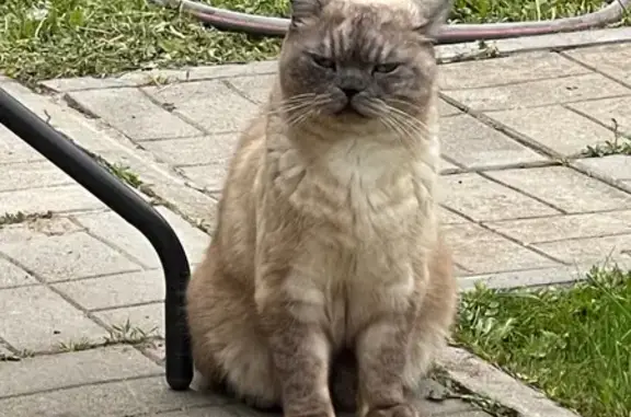 Кошки потеряшки, Московская область, фото: Потеряшка кот, МО, 46Н-12396