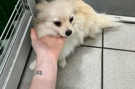 Палевая собака найдена на Навашина, 16