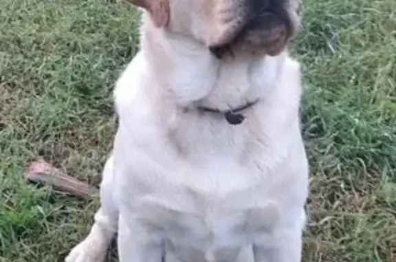 Объявления о пропавших и найденных животных, , фото: Пропала собака, Тобольск, Тюменская обл.