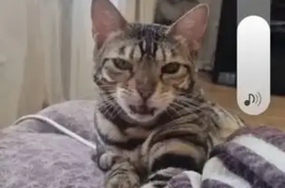 Пропала кошка на Чебодаева, Абакан