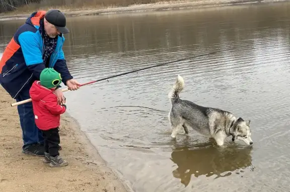 Пропала хаски, Селищи, Тверская обл.