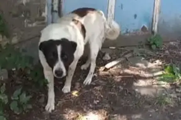 Собаки потеряшки, Ставропольский край, фото: Потеряшка собака в Передовом, Ставропольский край