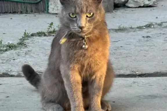 Пропала кошка, Гоголевский пер., 32