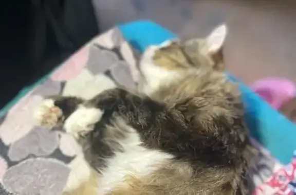 Кошки потеряшки, Пушкин, фото: Потеряшка кошка, ул. Красной Звезды, 17/9