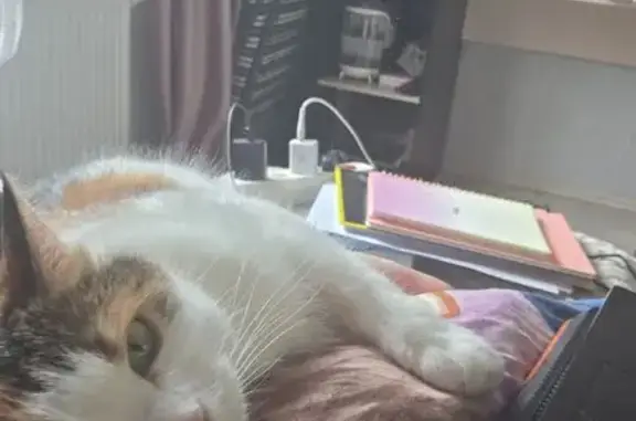 Кошки потеряшки, Санкт-Петербург, фото: Потеряшка кошка на Дыбенко, 6 к2, СПб