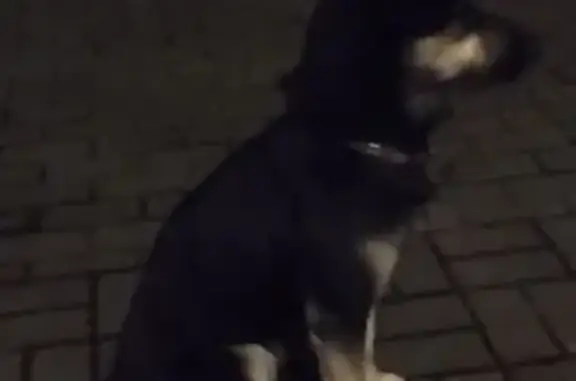 Собака найдена: Олимпийская ул, 1Г