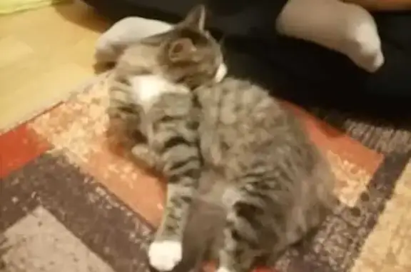 Найдена кошка, ул. Склизкова, 100, Тверь