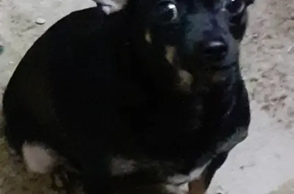 Пропала собака, Коми