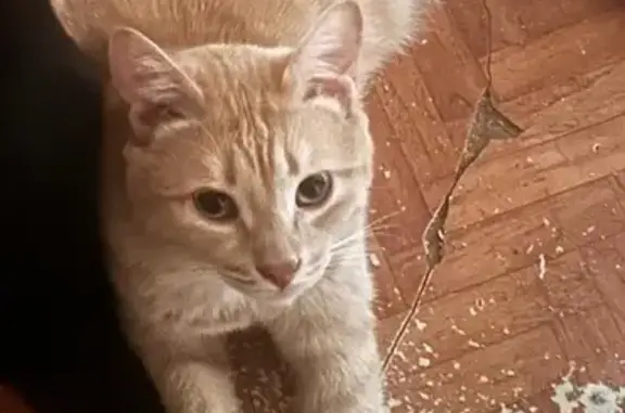 Кошки потеряшки, Новосибирск, фото: Потеряшка кошка, Цветной проезд 19, Нск