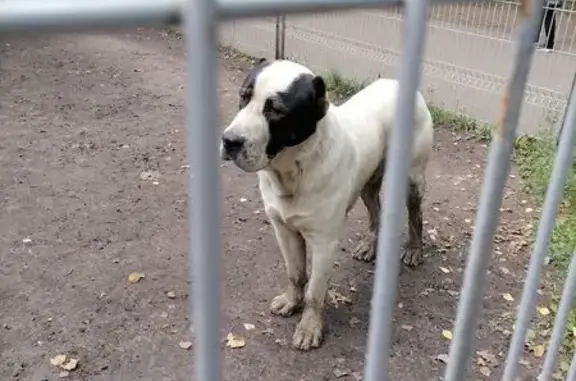 Найдена собака, Лермонтова 34, Пенза