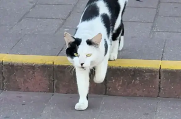 Найдена кошка, Минск, фото: Кошка найдена на Ташкентской 24 к1, Минск