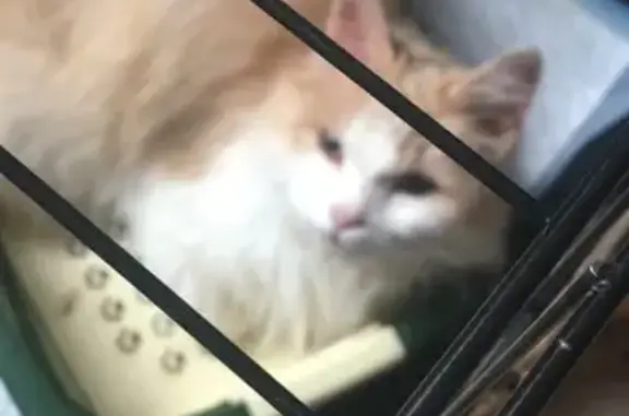 Кошка найдена: ул. Хузангая, Чебоксары
