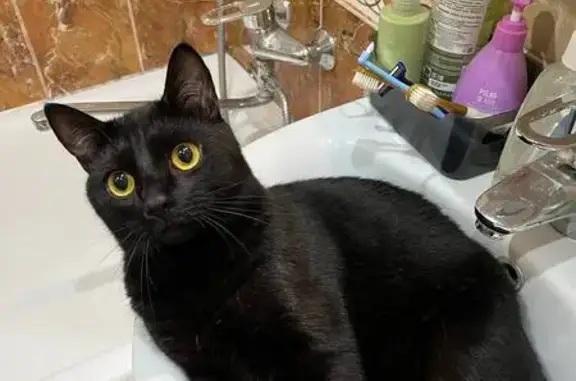 Кошки потеряшки, Раменское, фото: Потеряшка чёрная кошка, ул. Космонавтов, 28