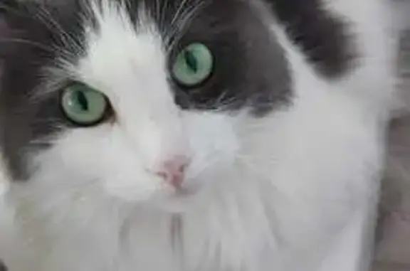 Пропала кошка, Подпорожье, Ленобласть