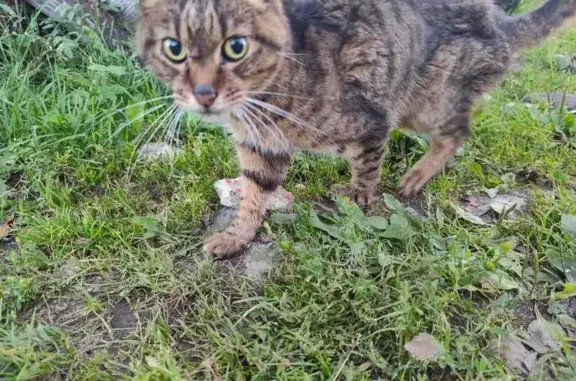Найдена кошка, , фото: Кошка найдена: Солнечная ул, 34, Гальчино