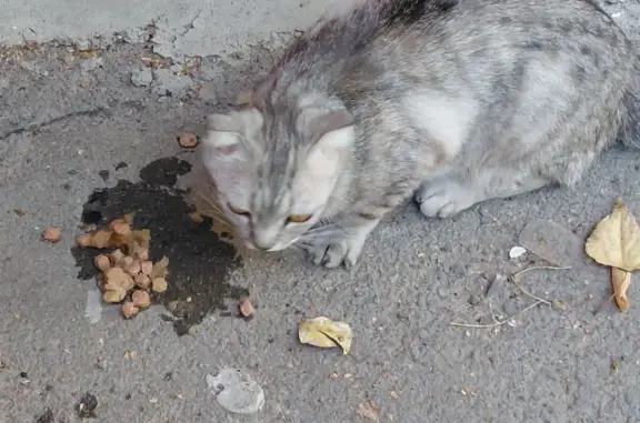 Найдена кошка, Волжский, фото: Найдена кошка, Заволжская ул., Волжский