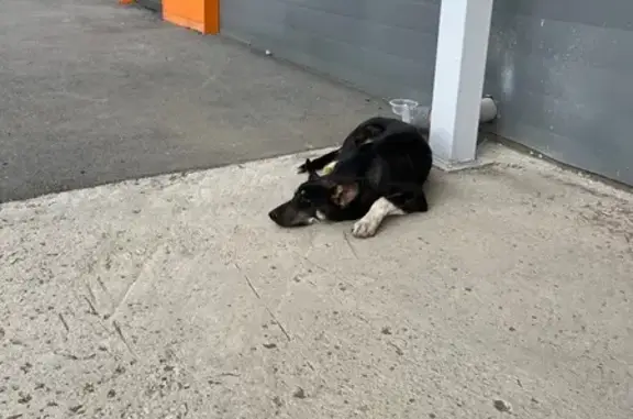 Собака найдена: Дагестанская ул., Екб