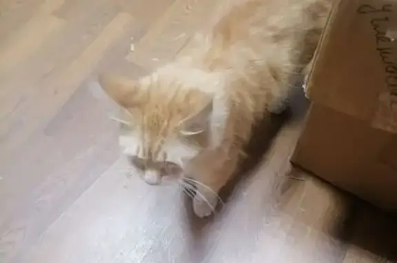 Кошка найдена на Среднем проспекте В.О., 28/29