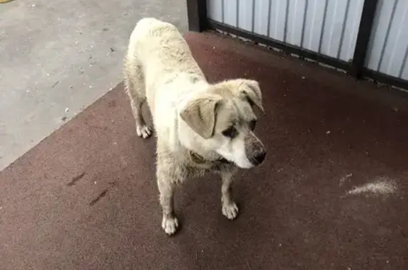 Собака найдена на Родниковой улице, Ижевск