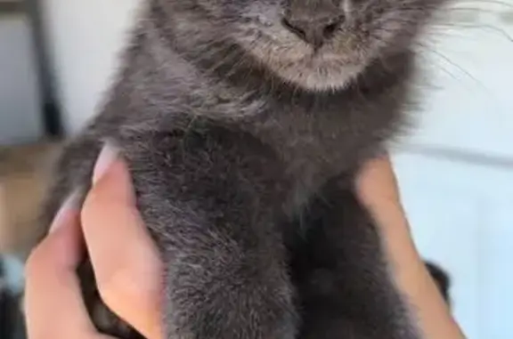 Пропала кошка, Петровского 136а, Донецк