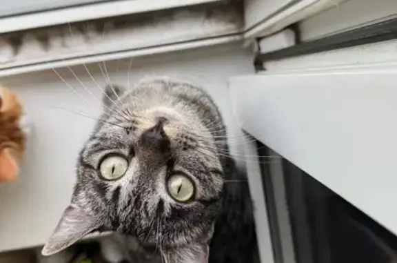 Кошки потеряшки, Хабаровск, фото: Потеряшка кошка Эся, Эстафетная 43, Хабаровск