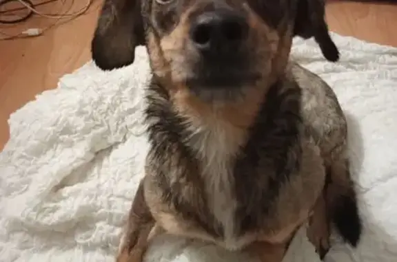 Найдена собака, Домодедово, фото: Собака с тремя лапами, ул. Опушка 13