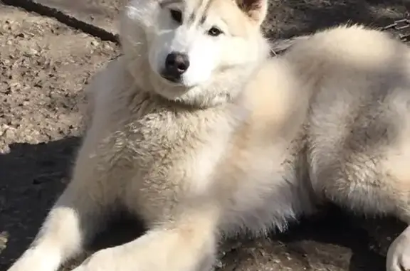 Собаки потеряшки, Первомайский, фото: Потеряшка собака, Зелёный пер., Первомайский
