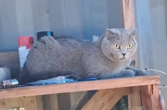 Кошка найдена: ул. Пояркова, 7, Артём