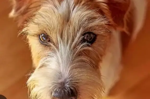 Собака найдена: пр. Славы, 30, Копейск