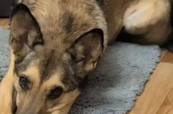 Собаки потеряшки, Пермский край, фото: Потеряшка собака в Майском, Пермский край