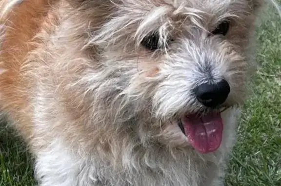 Собаки потеряшки, Новосибирская область, фото: Потеряшка собака в Бурмистрово, НСО